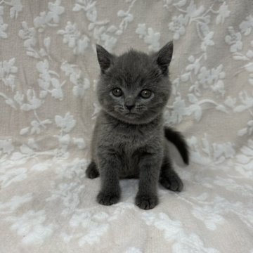 ブリティッシュショートヘア【埼玉県・男の子・2024年4月22日・ブルー】の写真「可愛い男の子👦🏻⭐️」