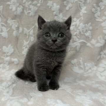 ブリティッシュショートヘア【埼玉県・男の子・2024年4月22日・ブルー】の写真「可愛い男の子👦🏻⭐️」