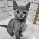 ロシアンブルー【埼玉県・女の子・2024年7月27日・ブルー】の写真2