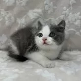 ブリティッシュショートヘア【埼玉県・男の子・2024年5月5日・ブルー&ホワイト】の写真2