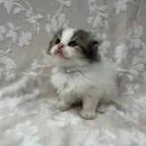 スコティッシュフォールド(折れ耳)【埼玉県・男の子・2023年9月22日・ブルータビー&ホワイト】の写真2