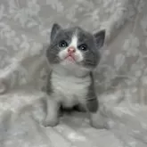 ブリティッシュショートヘア【埼玉県・男の子・2024年4月27日・ブルー&ホワイト】の写真3