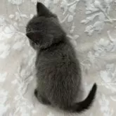 ブリティッシュショートヘア【埼玉県・男の子・2024年4月22日・ブルー】の写真4