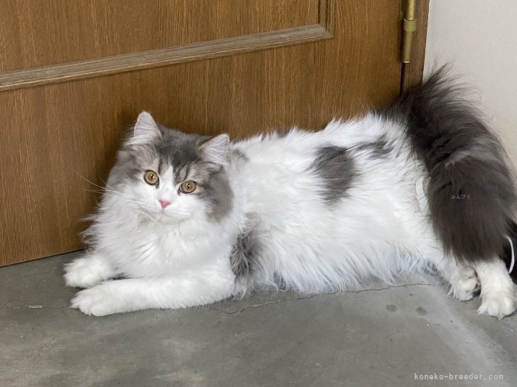 スコティッシュフォールド【・男の子・2022年3月29日・ブルータビー＆ホワイト】