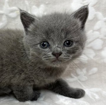 ブリティッシュショートヘア【埼玉県・男の子・2025年5月4日・ブルー】の写真「かわいい男の子👦🧡」