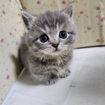 マンチカン(短足)【埼玉県・女の子・2025年3月10日・ブルータビー】の写真「足の短い女の子👧🩷」