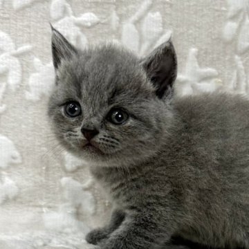 ブリティッシュショートヘア【埼玉県・女の子・2025年5月4日・ブルー】の写真「可愛い女の子👧♥️」