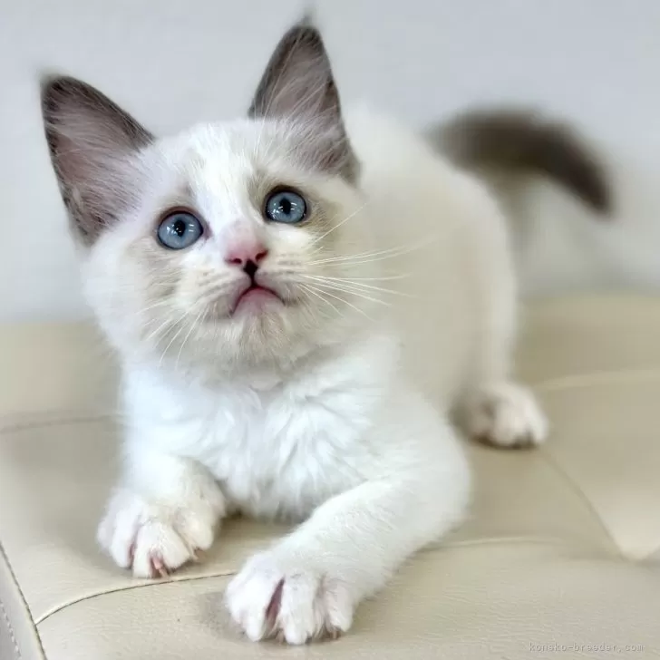 ID:2405-01670の子猫