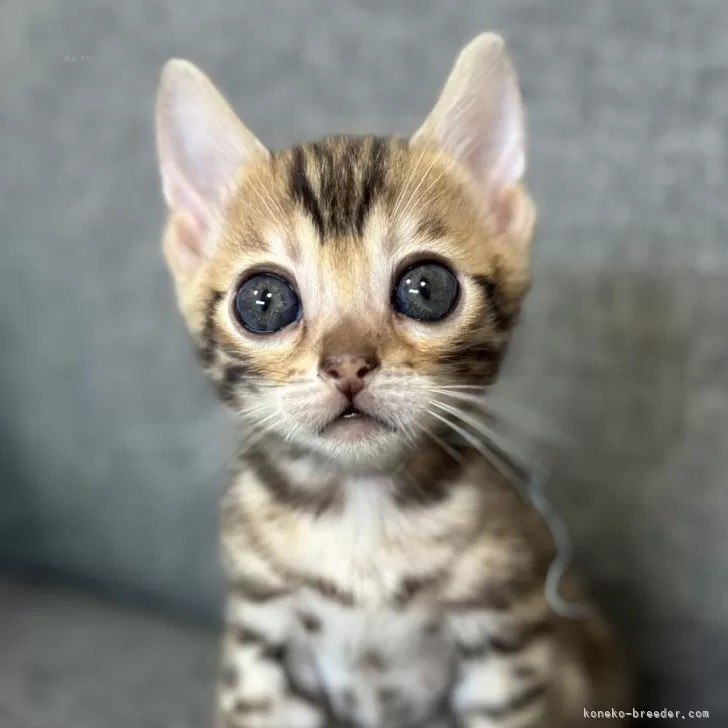 ID：2405-02505の子猫