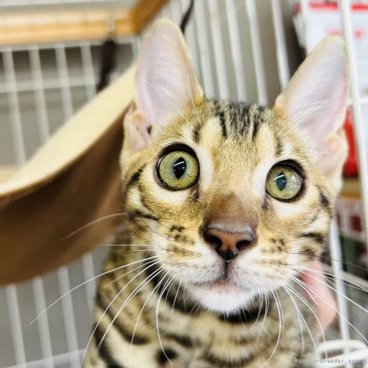 ID:2407-00144の子猫