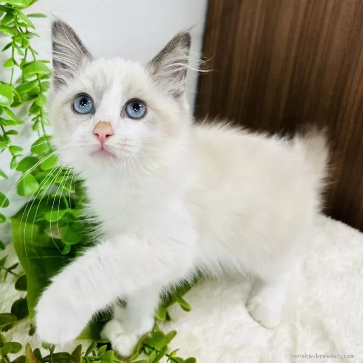 ID:2408-03151の子猫