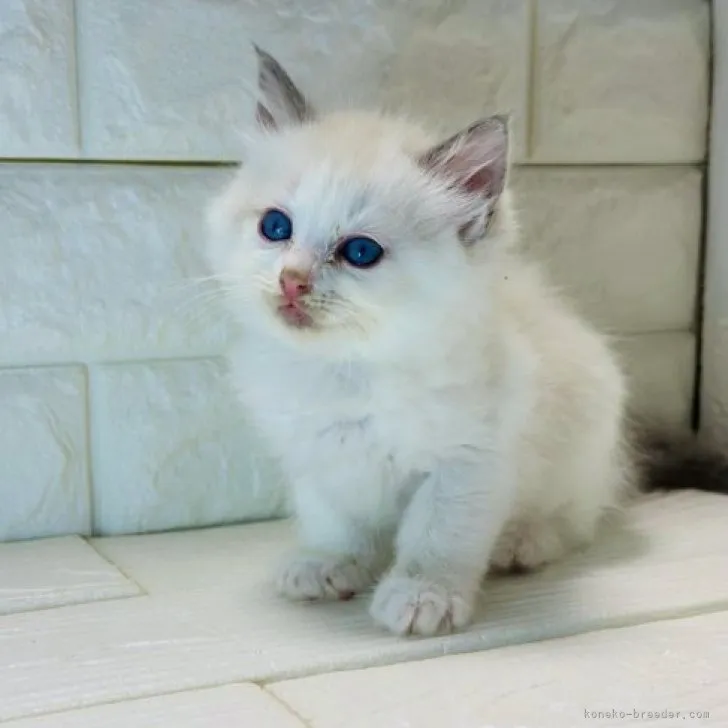 ID：2310-01978の子猫