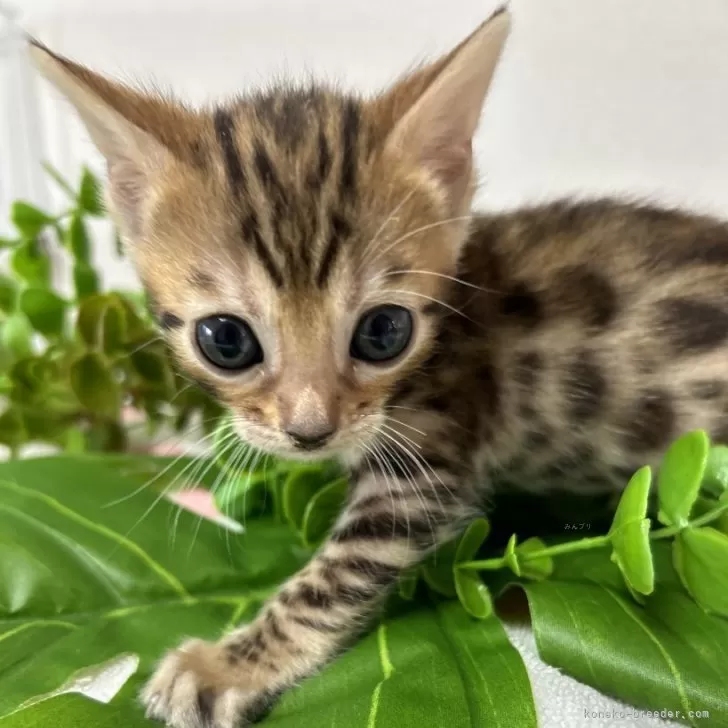 ID：2405-01307の子猫