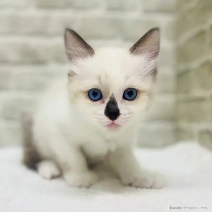 ID:2310-01745の子猫