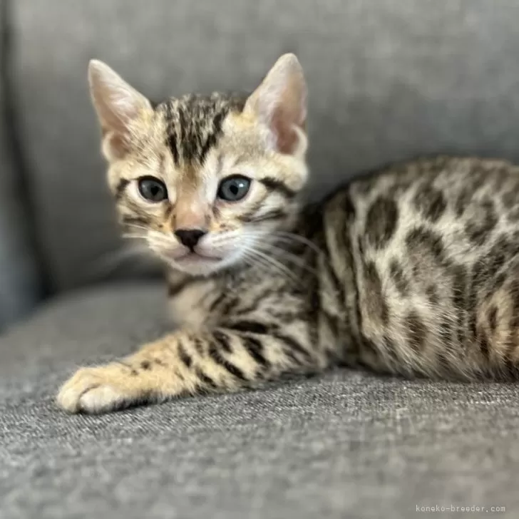 ID：2405-00581の子猫