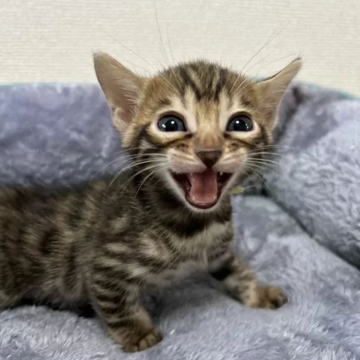 ID：2405-01287の子猫