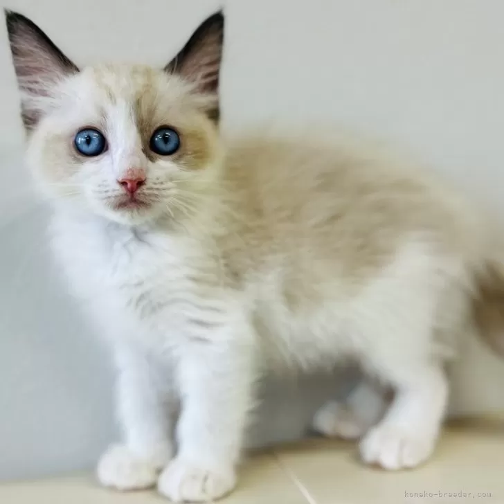 ID：2406-00060の子猫