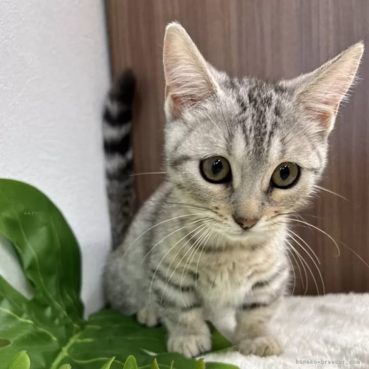 ID:2408-02426の子猫