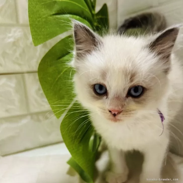 ID：2401-00228の子猫