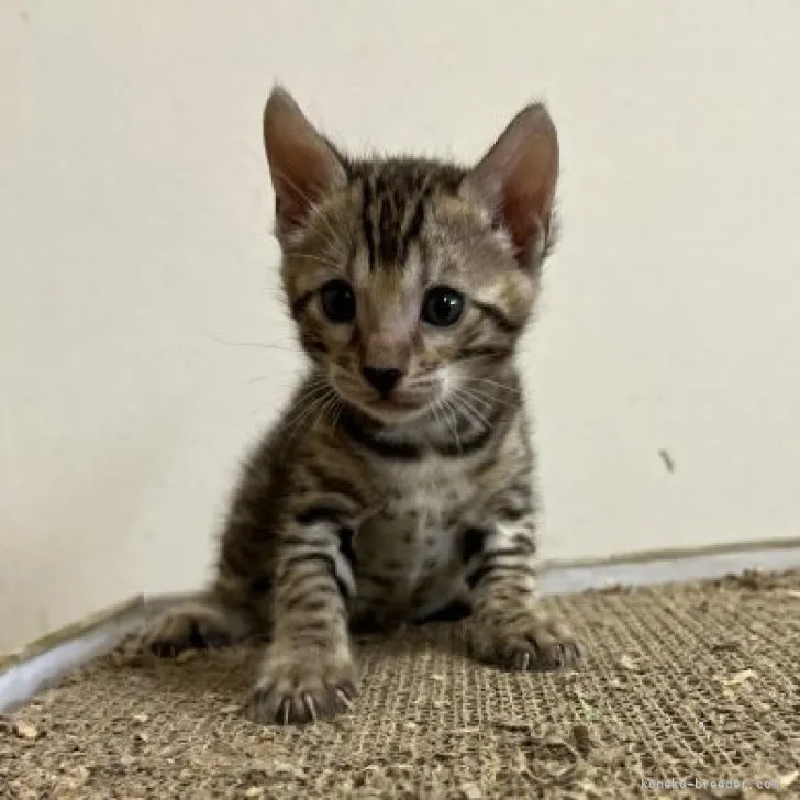 ID：2304-01471の子猫