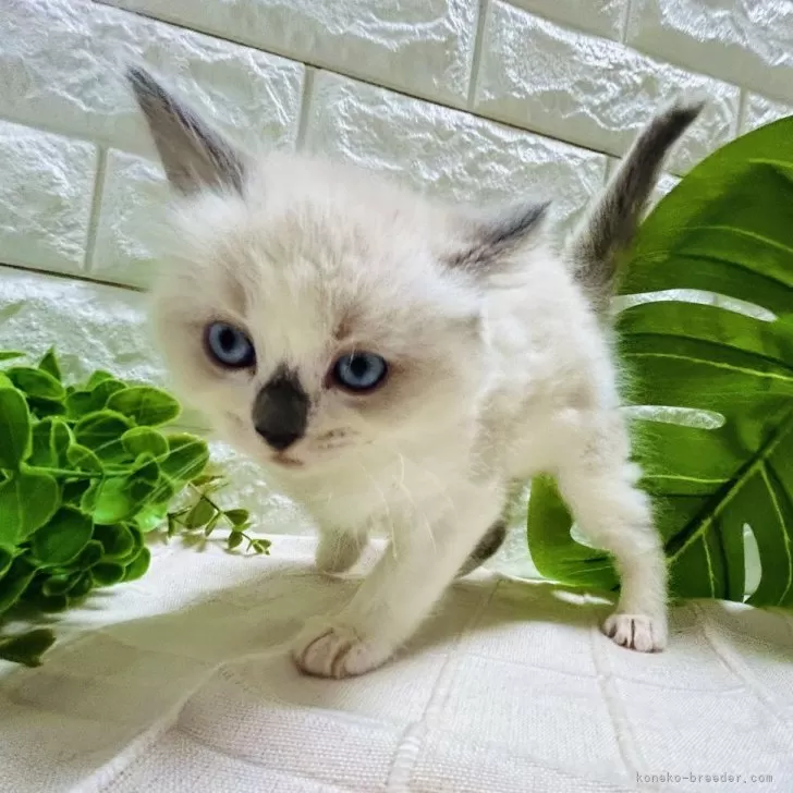ID：2401-00120の子猫