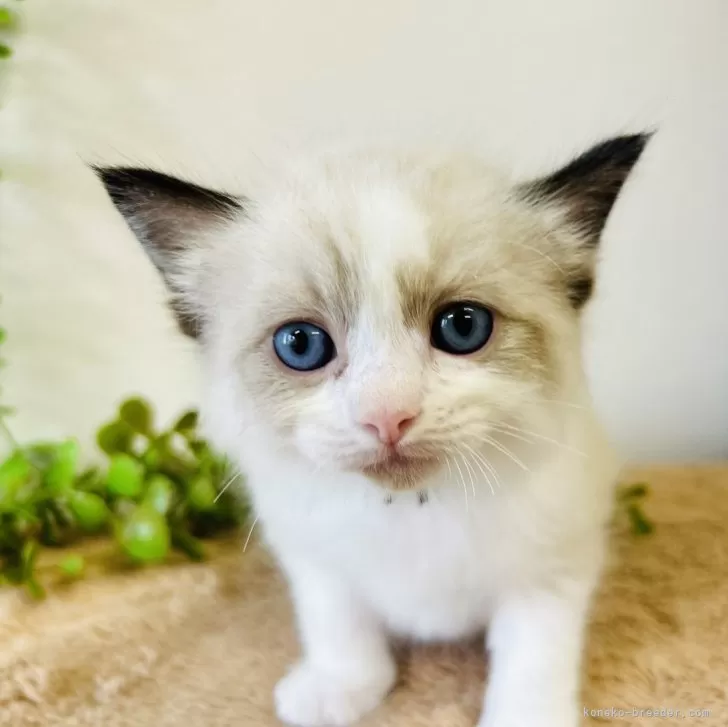 ID:2409-01840の子猫