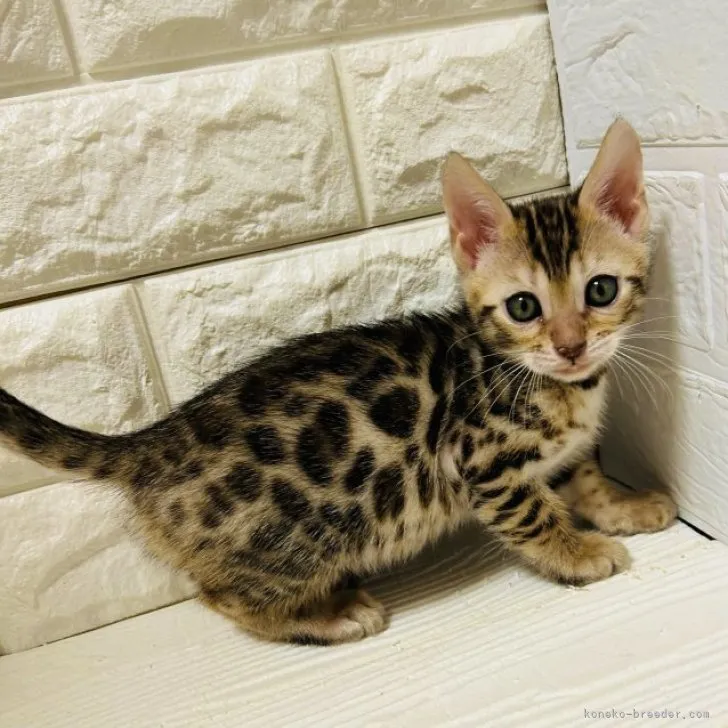 ID：2311-02340の子猫