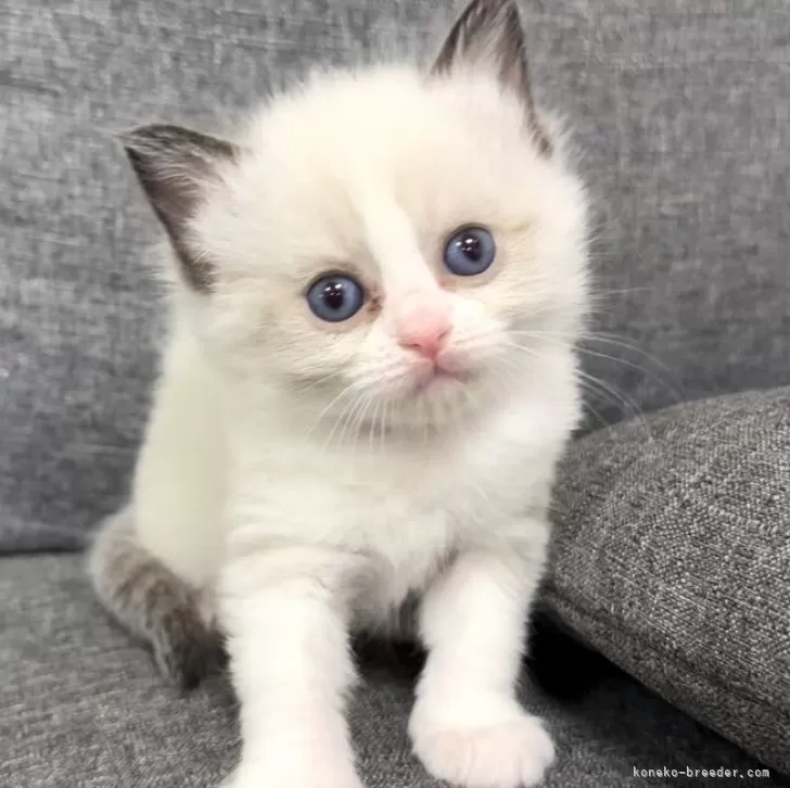 ID:2406-00149の子猫