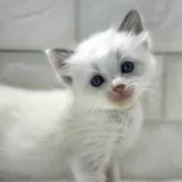 ラグドール【京都府・男の子・2024年2月14日・ブルーポイント】の写真1