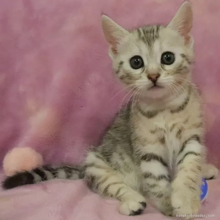 ID:2503-02771の子猫