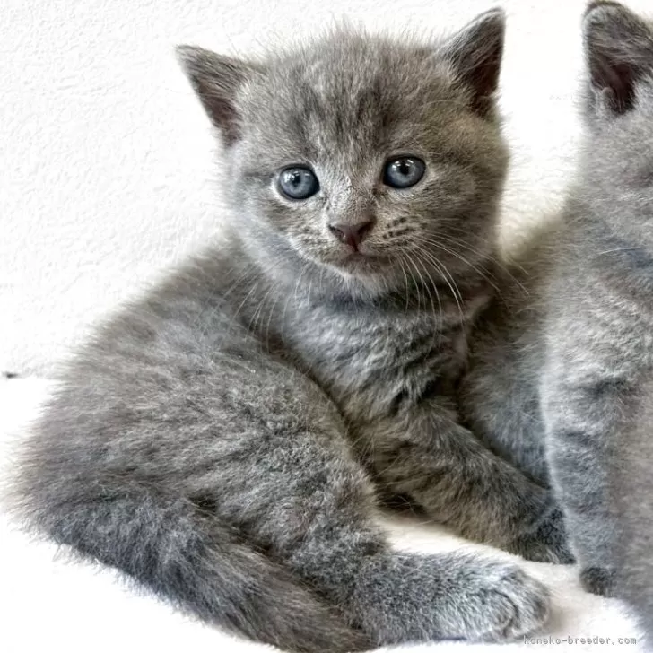 ID:2508-00135の子猫