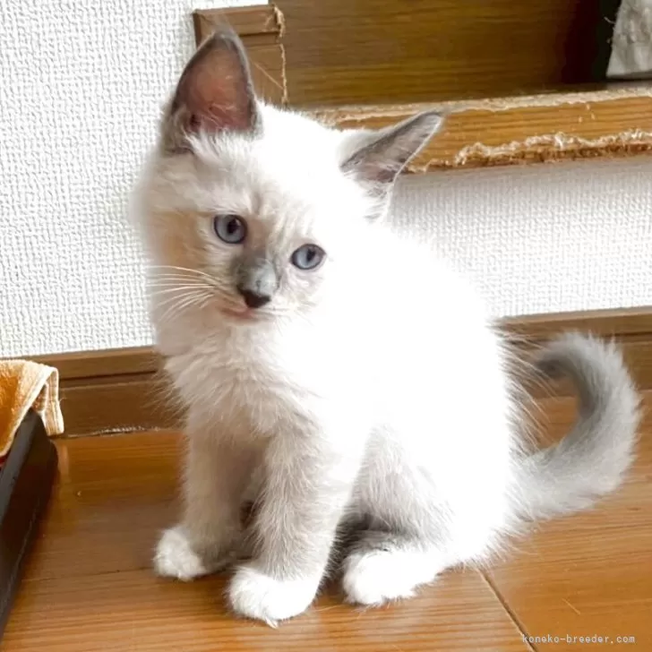 ID：2504-02575の子猫