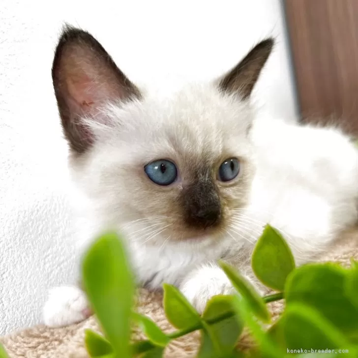 ID：2504-02554の子猫