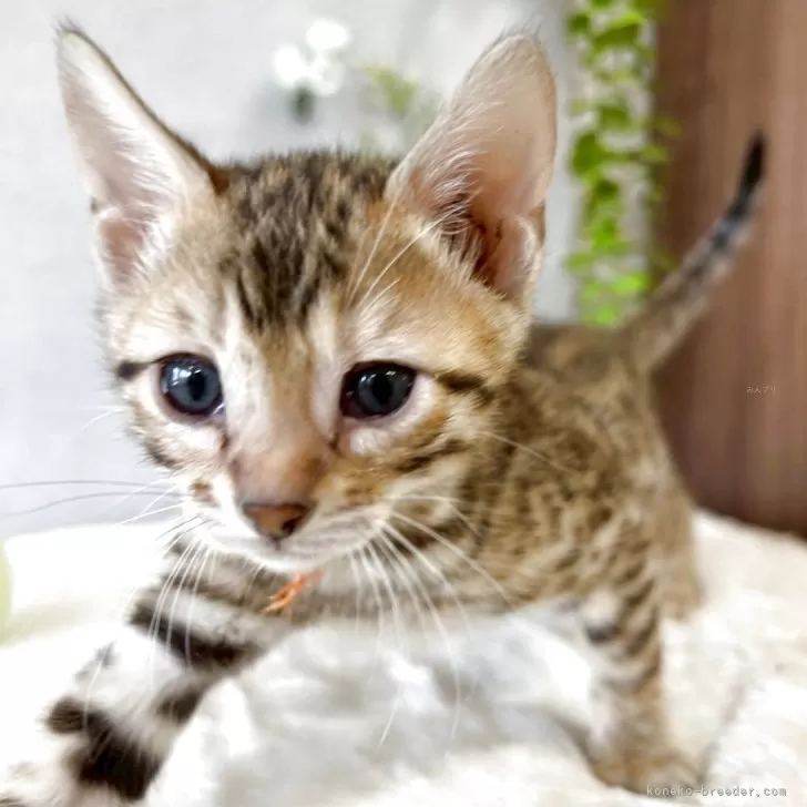 ID：2505-02062の子猫