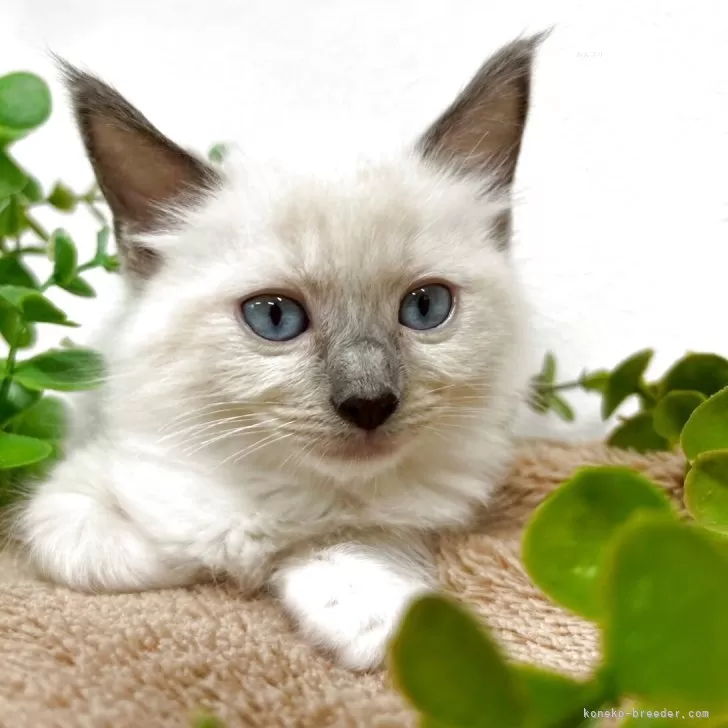 ID:2504-02562の子猫
