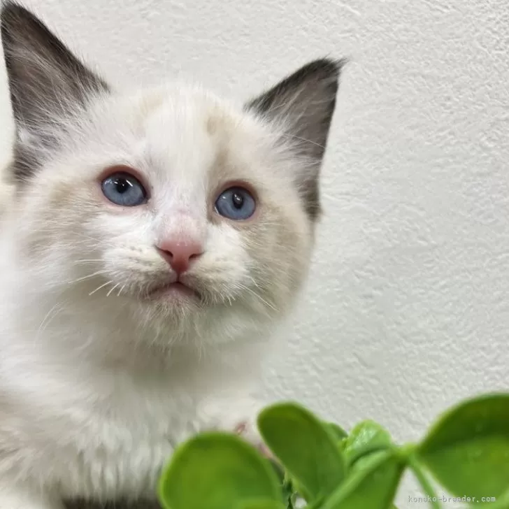 ID:2412-00510の子猫