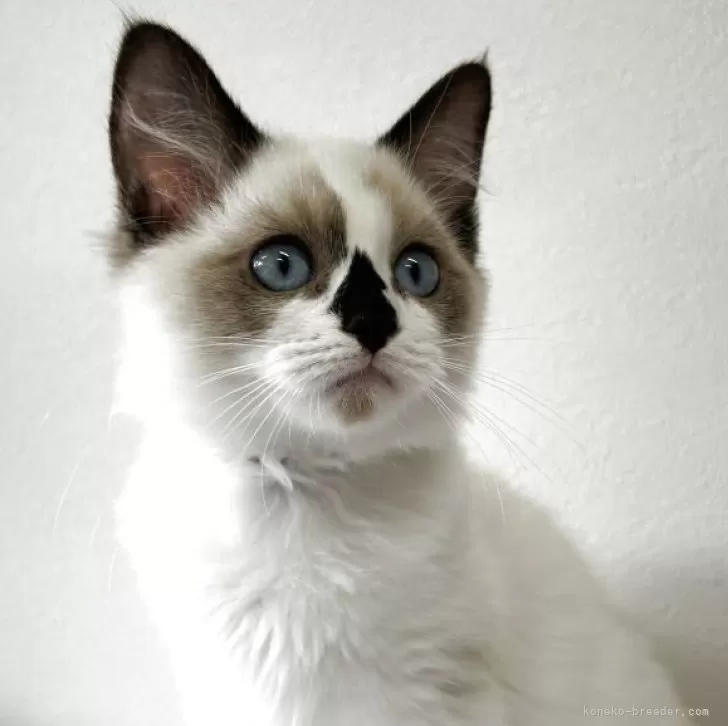 ID：2507-01430の子猫