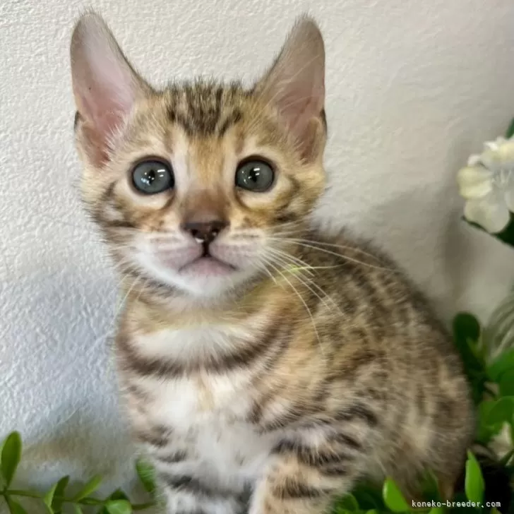 ID:2504-00984の子猫