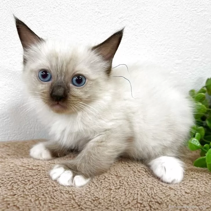 ID:2504-02542の子猫