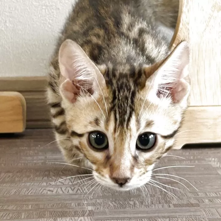 ID:2505-02068の子猫
