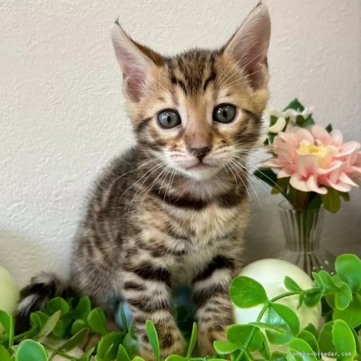 ID：2504-00981の子猫