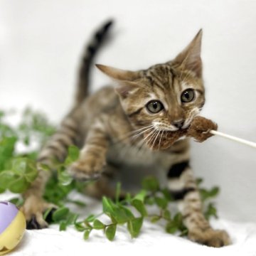 ベンガル【京都府・男の子・2025年9月1日・ブラウンスポテッドタビー】の写真「綺麗なスポットでてます✨」