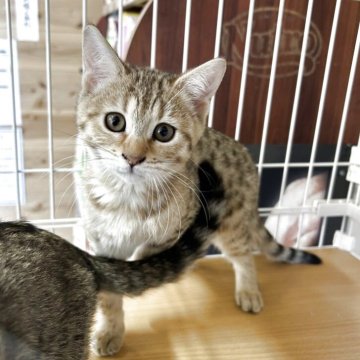 ジェネッタ【京都府・女の子・2025年8月29日・ブラウンスポテッドタビー】の写真「綺麗なスポットでてます✨」