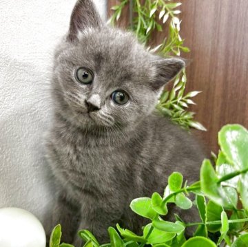 ブリティッシュショートヘア【京都府・男の子・2025年10月12日・ブルー】の写真「クリクリオメメのモフモフちゃん♡」