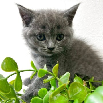 ブリティッシュショートヘア【京都府・女の子・2025年10月12日・ブルー】の写真「クリクリオメメのモフモフちゃん♡」