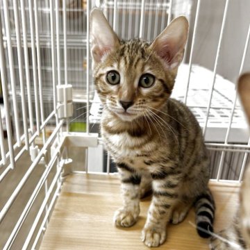 ベンガル【京都府・女の子・2025年9月1日・ブラウンスポテッドタビー】の写真「綺麗なスポットでてます✨」