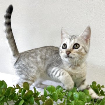 ジェネッタ【京都府・女の子・2025年8月29日・シルバースポテッドタビー】の写真「甘えたな女の子♡」