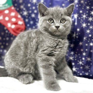 ブリティッシュショートヘア【京都府・男の子・2025年10月12日・ブルー】の写真「クリクリオメメのモフモフちゃん♡」