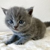 ブリティッシュショートヘア