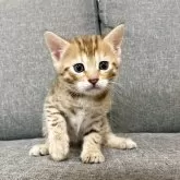 ジェネッタ